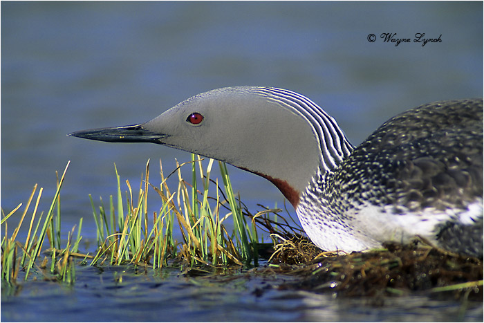 Incubating Red-throated Loon 104 by Dr. Wayne Lynch &copy;
